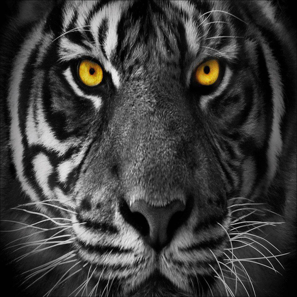 Cat Stare Canvas Art