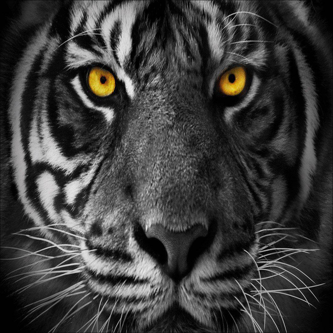 Cat Stare Canvas Art