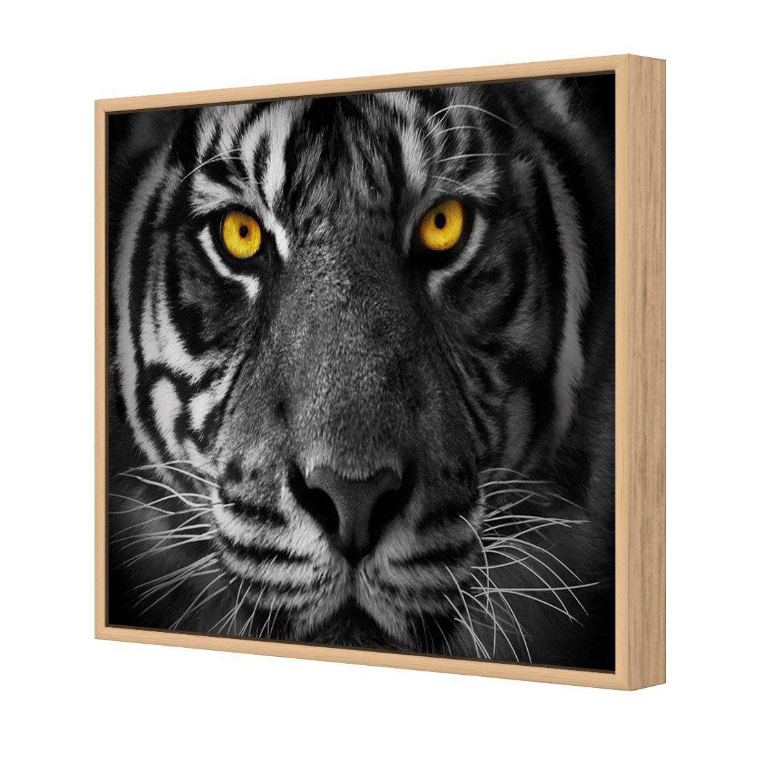 Cat Stare Canvas Art