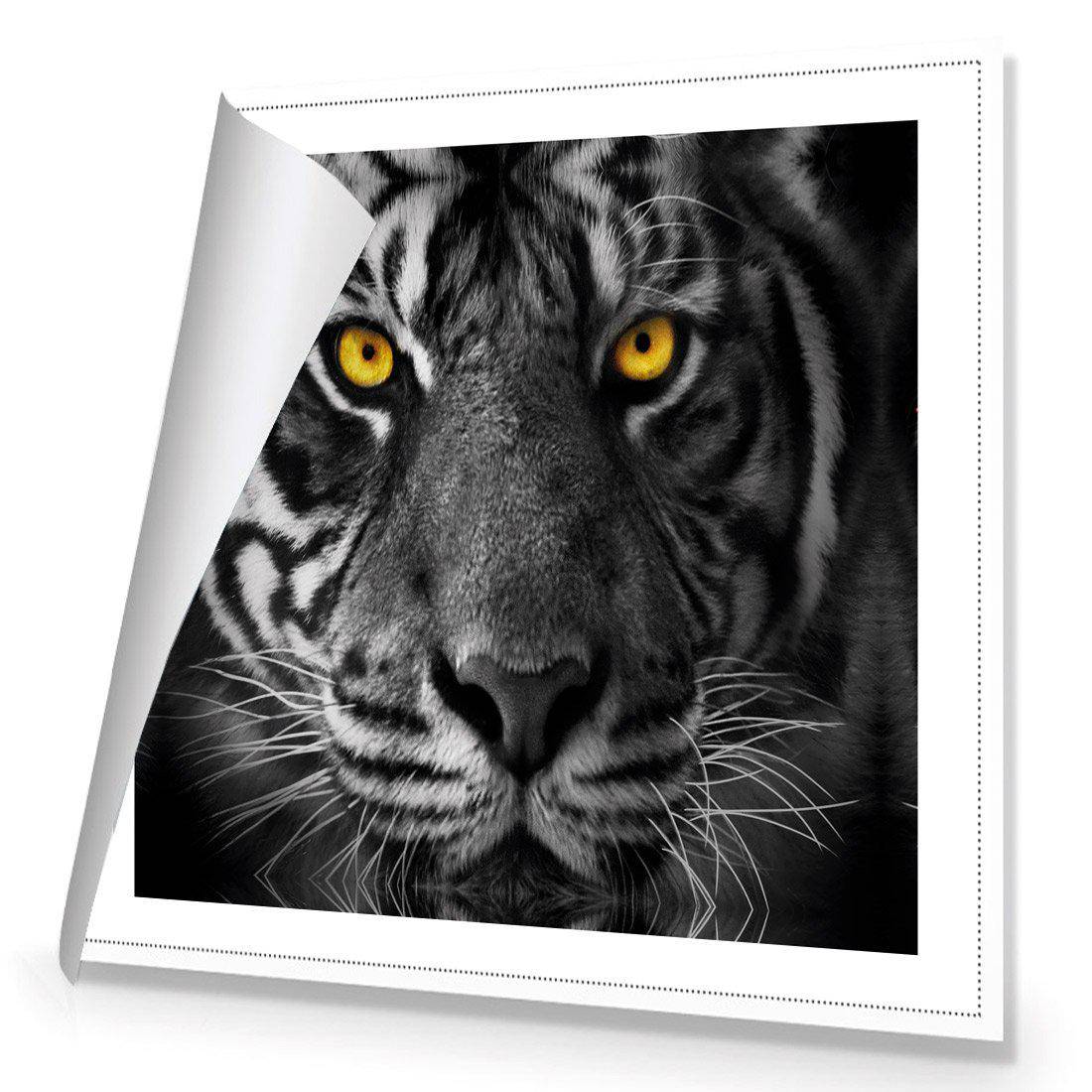 Cat Stare Canvas Art