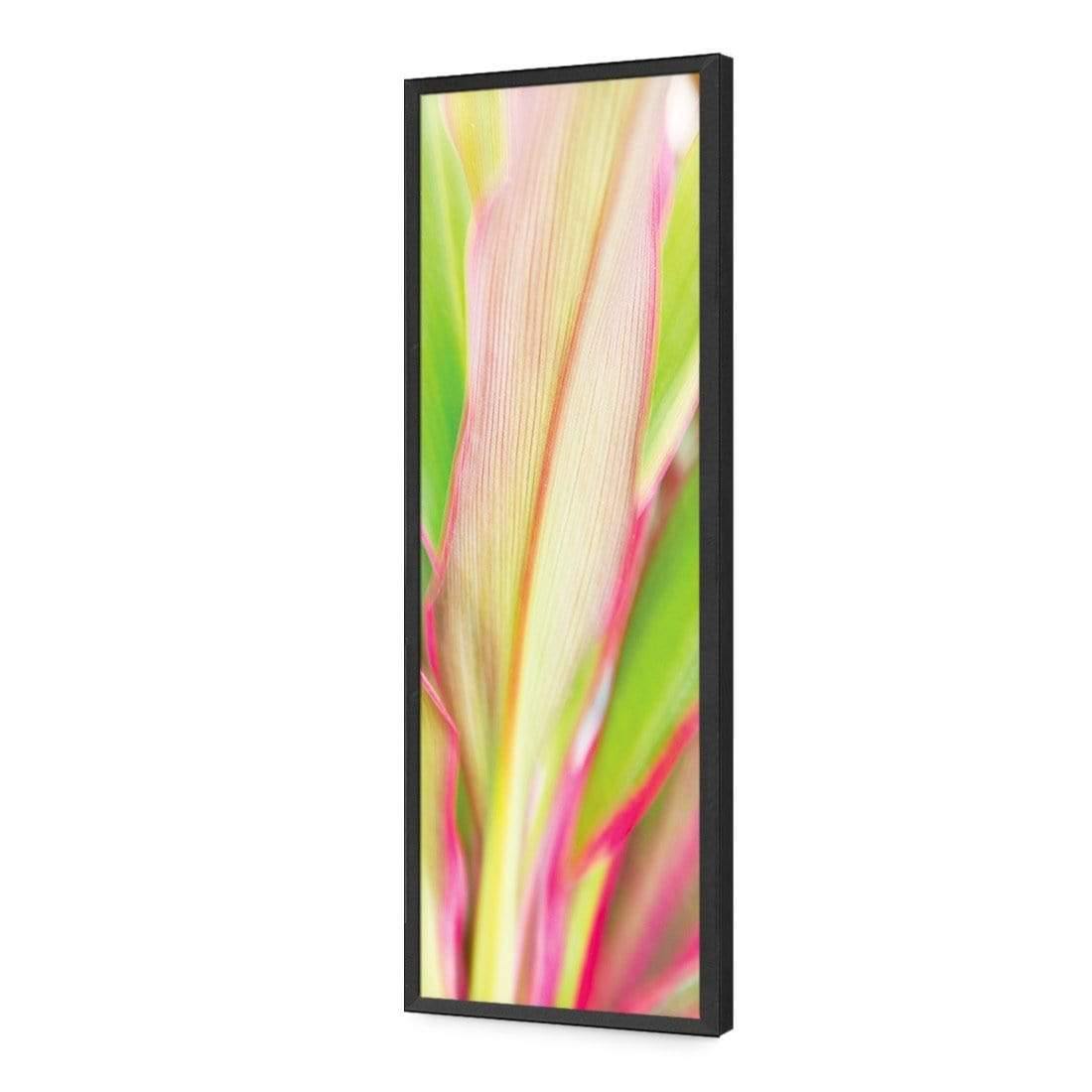 Cordyline (long)