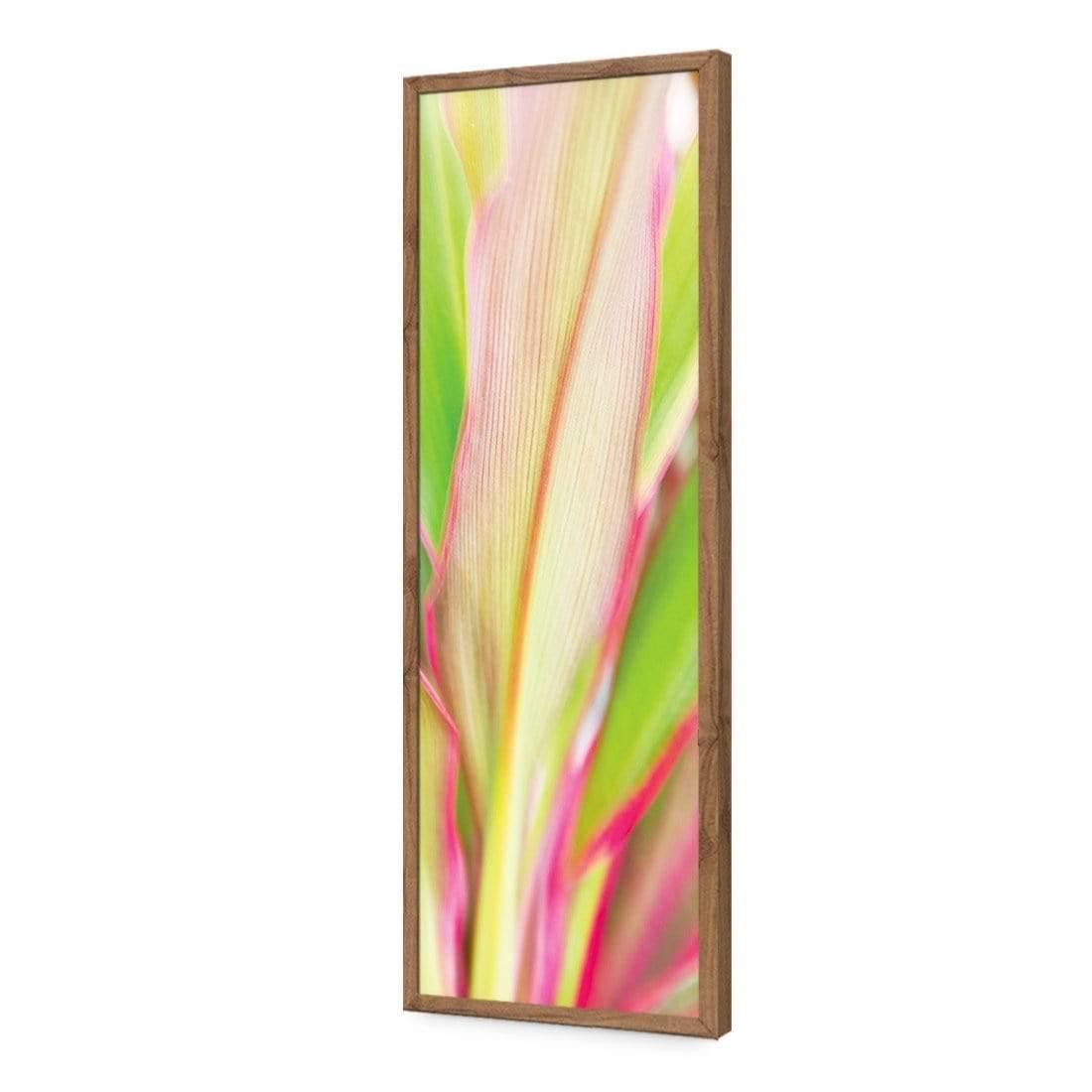 Cordyline (long)