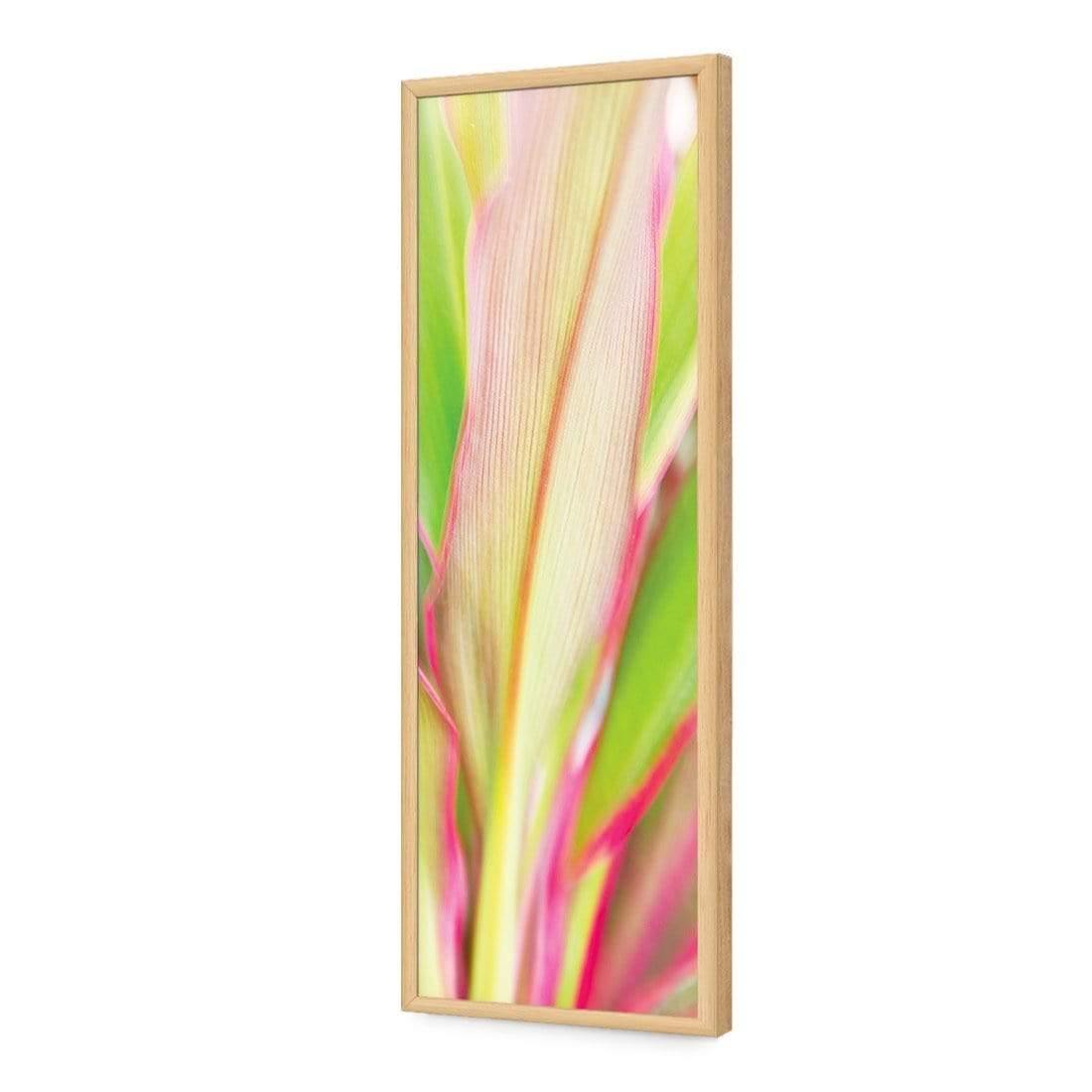 Cordyline (long)