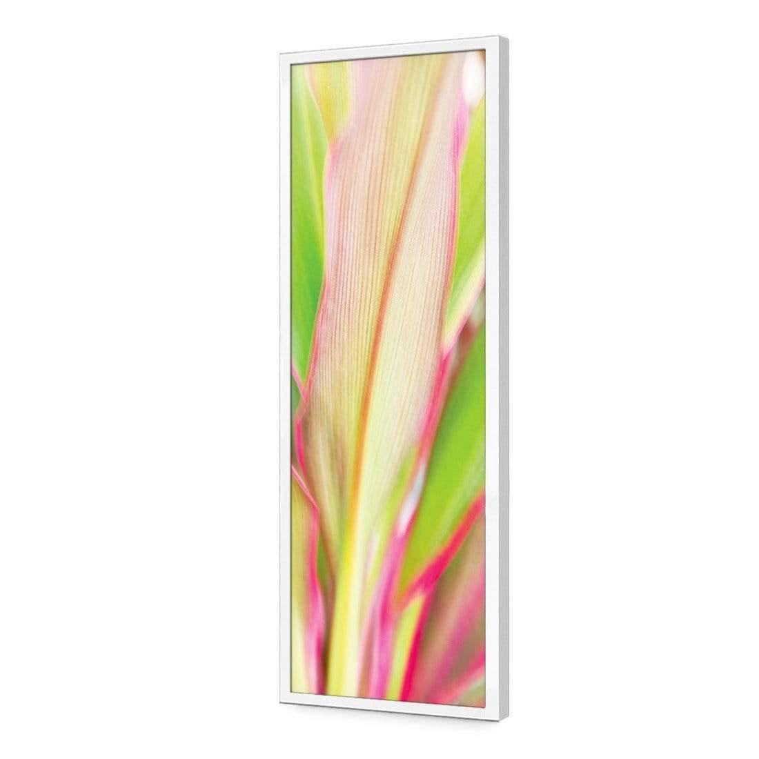 Cordyline (long)