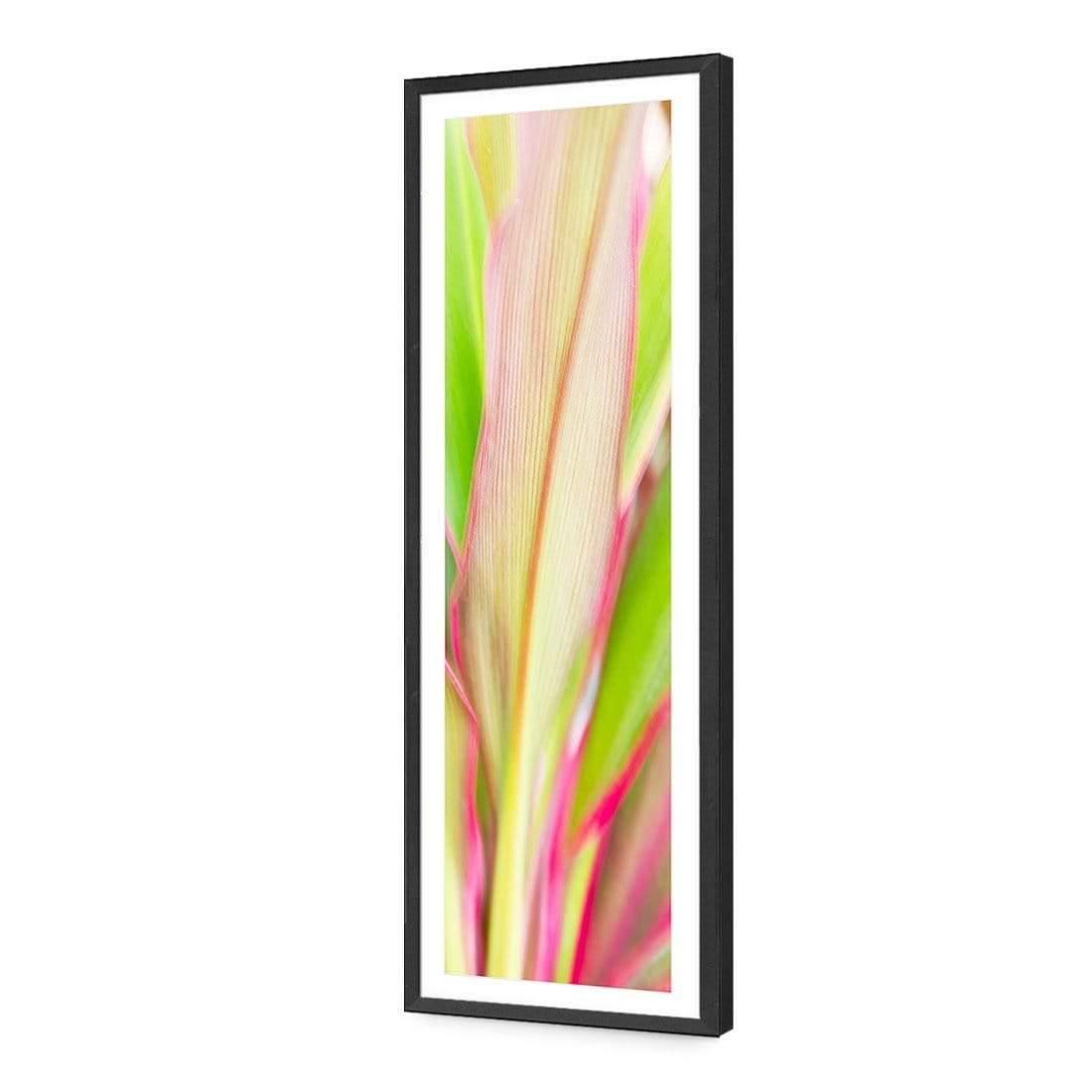 Cordyline (long)