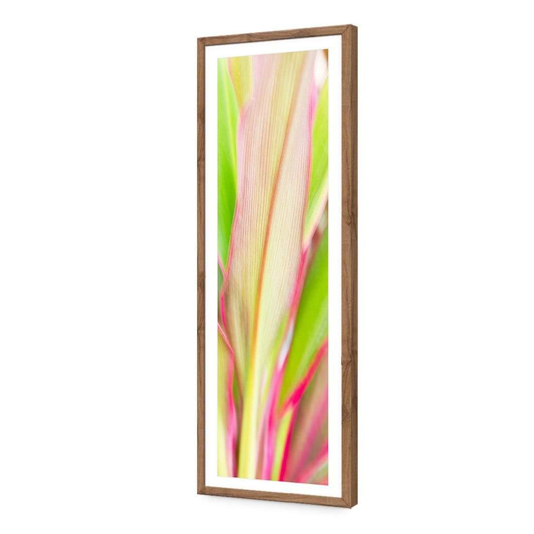 Cordyline (long)