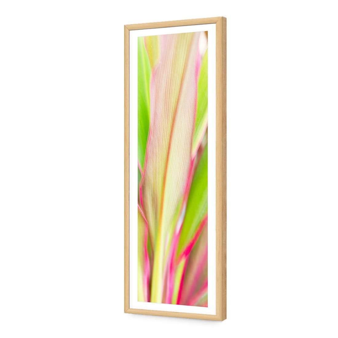 Cordyline (long)