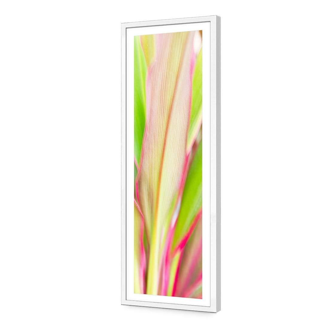 Cordyline (long)