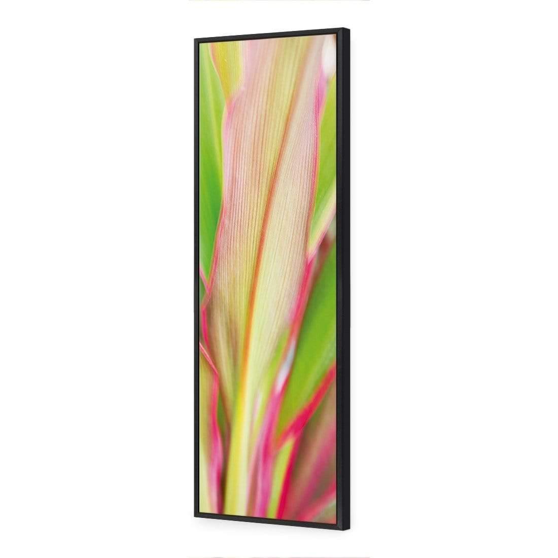 Cordyline (long)