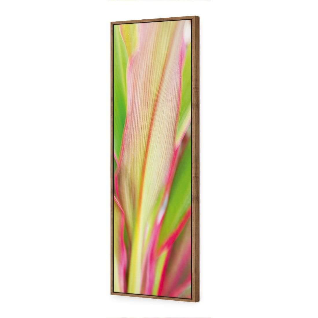 Cordyline (long)