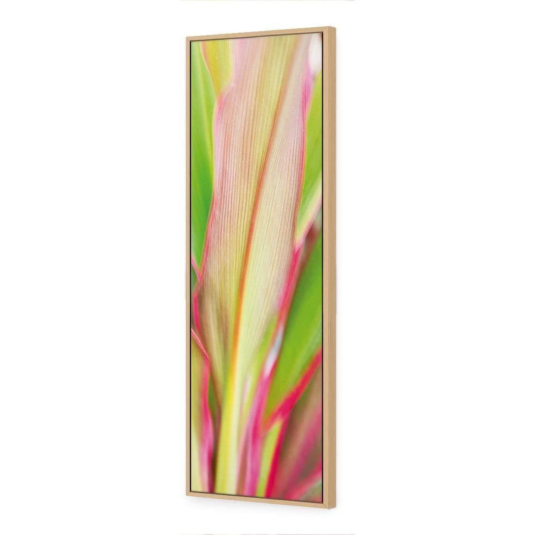 Cordyline (long)