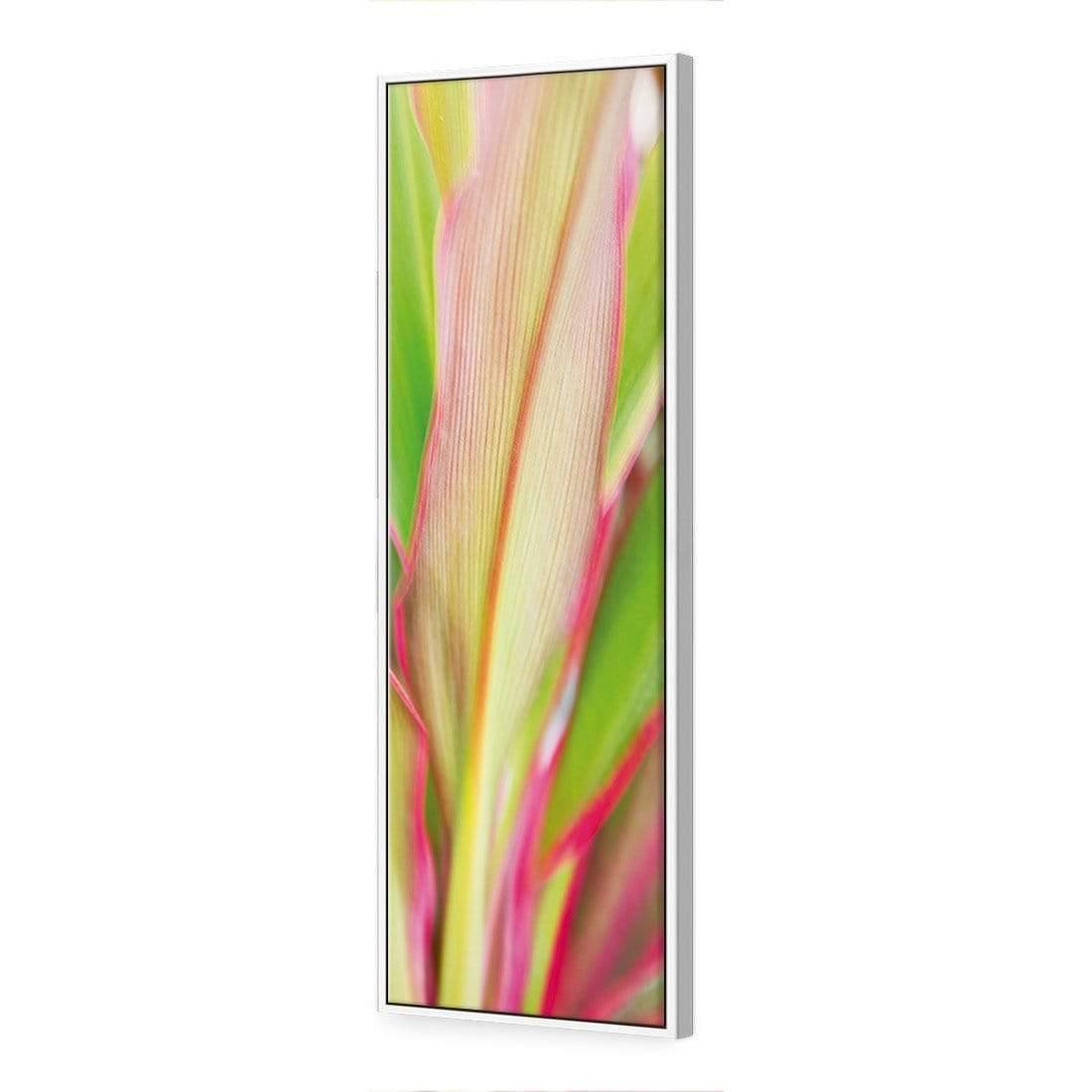 Cordyline (long)