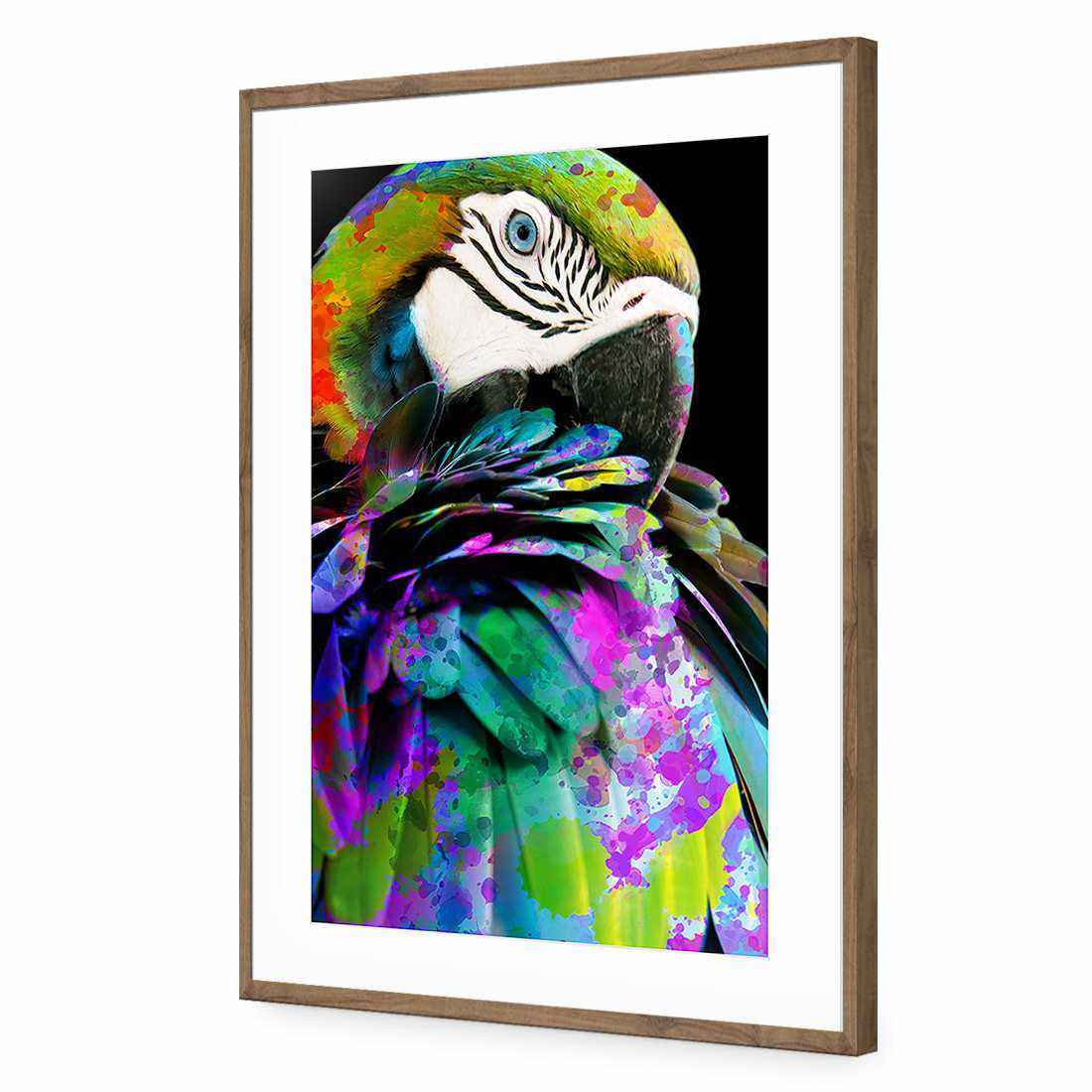 Coy Macaw Acrylic Print Art