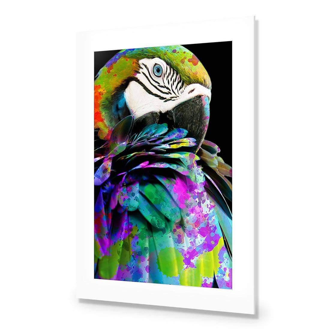 Coy Macaw Acrylic Print Art