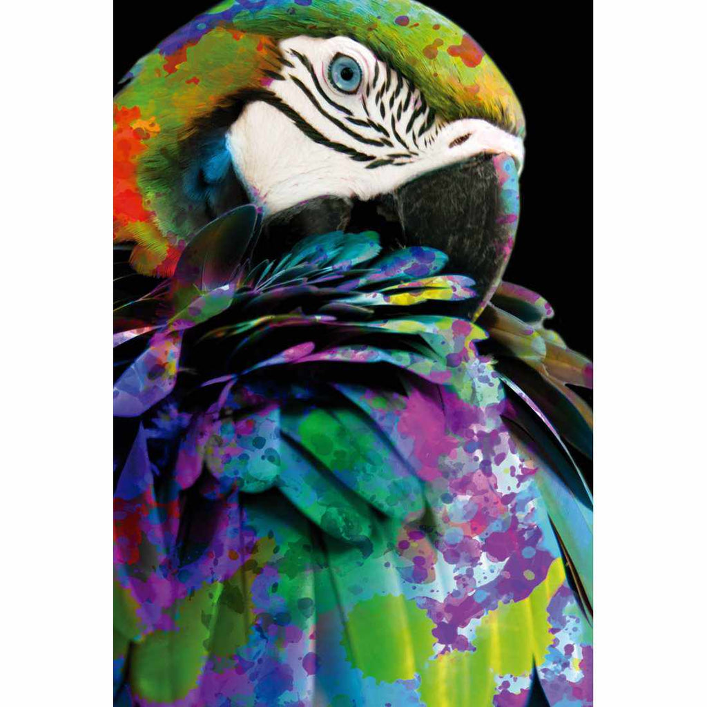 Coy Macaw Acrylic Print Art