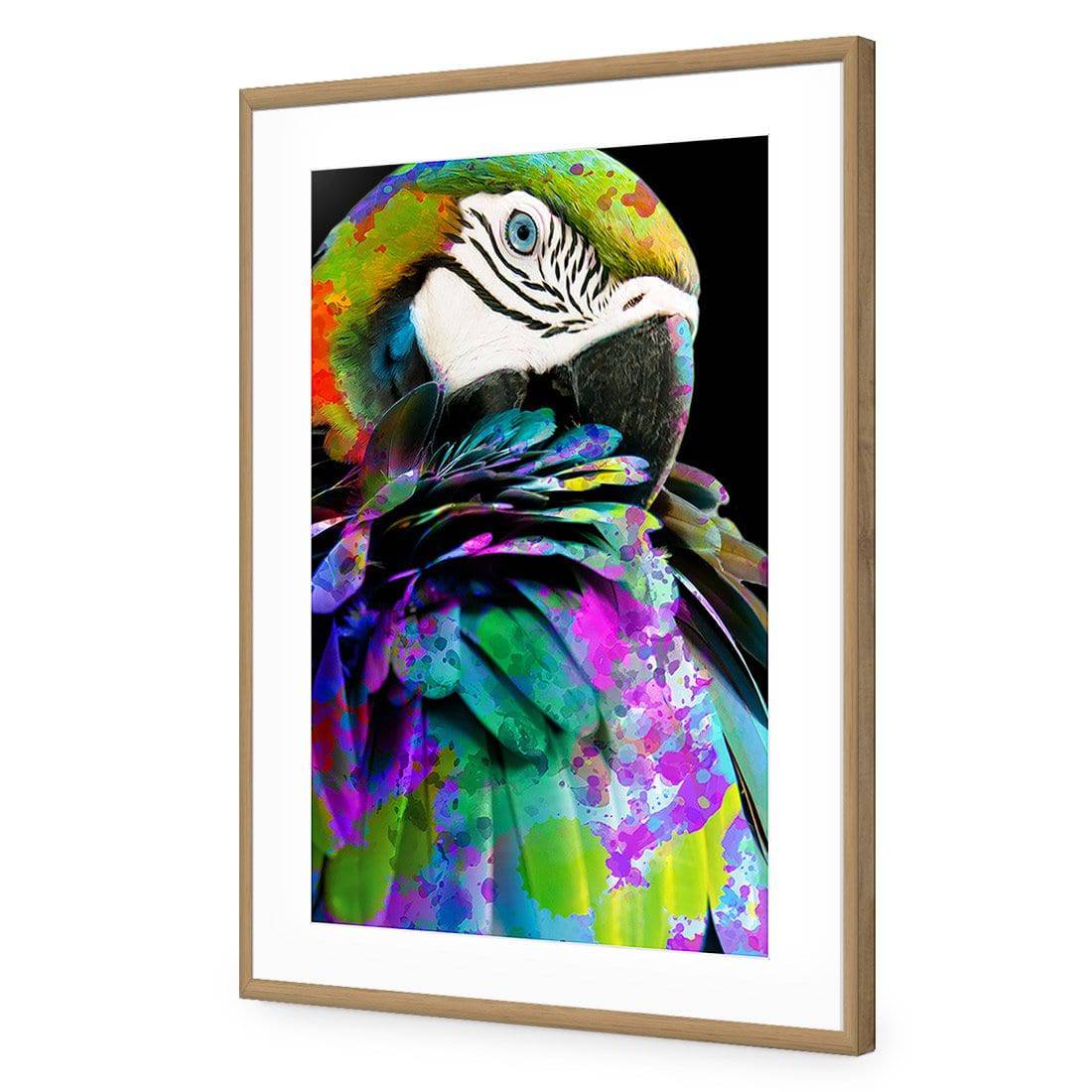 Coy Macaw Acrylic Print Art