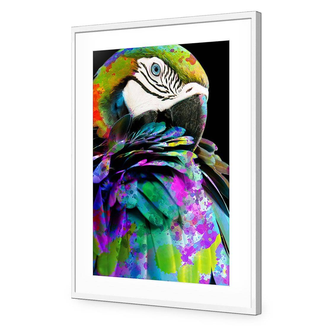 Coy Macaw Acrylic Print Art
