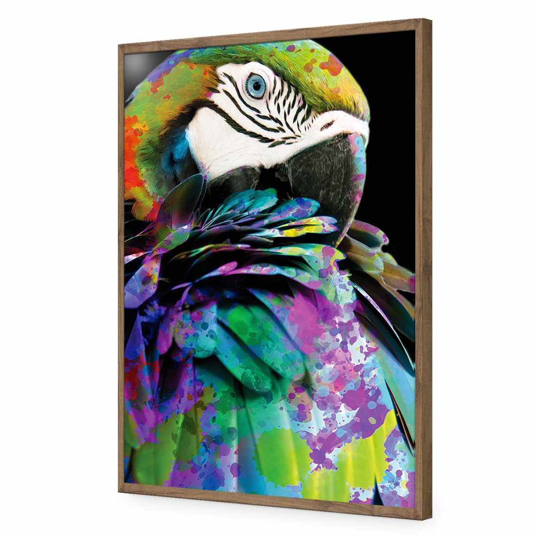 Coy Macaw Acrylic Print Art