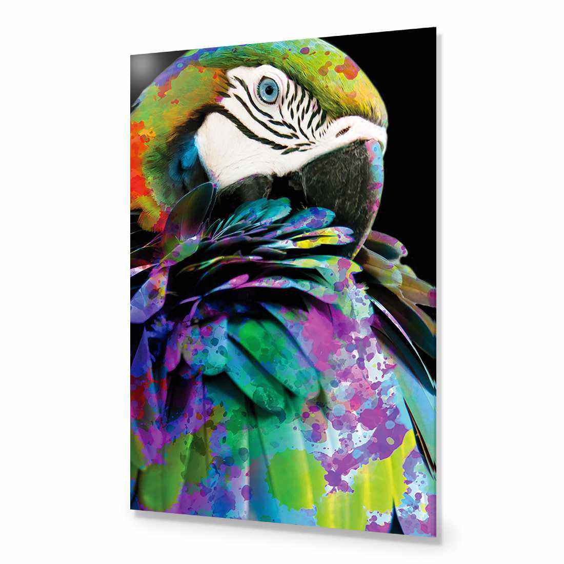 Coy Macaw Acrylic Print Art