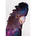 Curious Cocky, Linen