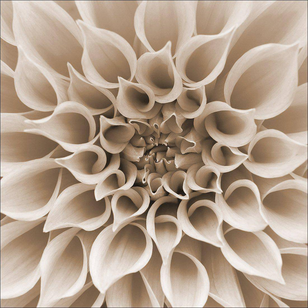 Dahlia Delight, Sepia Canvas Art