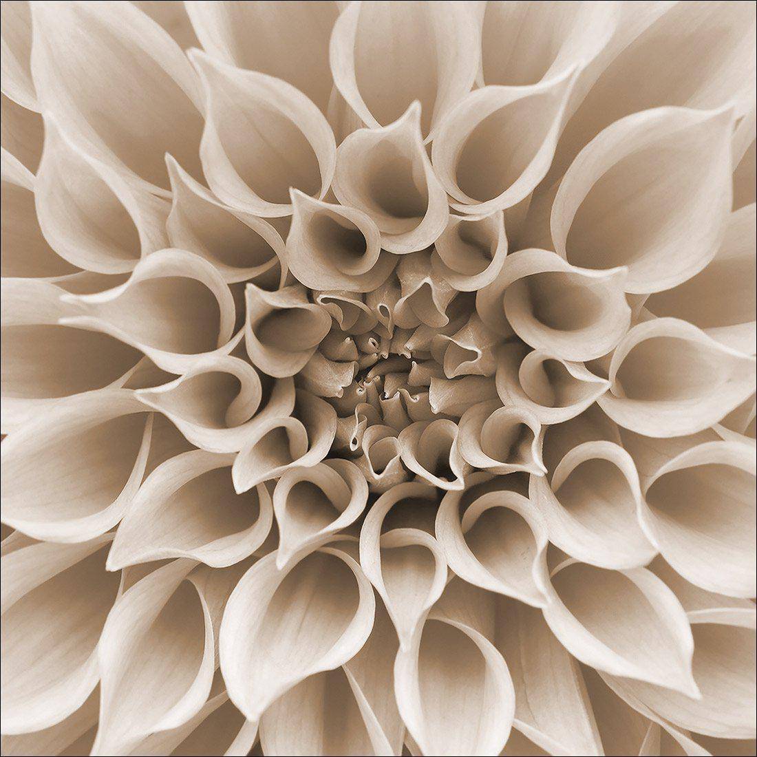 Dahlia Delight, Sepia Canvas Art