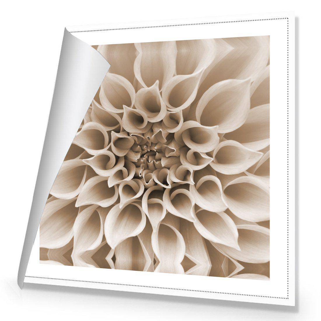 Dahlia Delight, Sepia Canvas Art