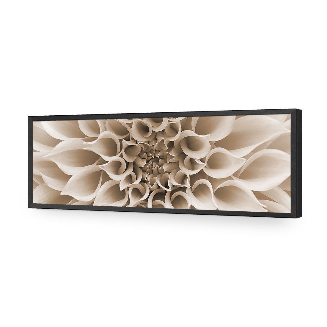 Dahlia Delight, Sepia (Long)