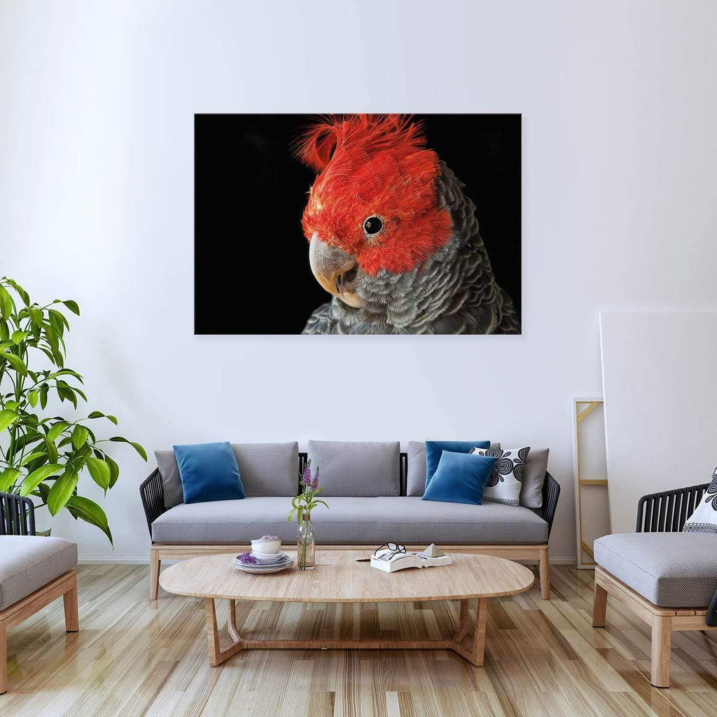 Delilah the Red Headed Parrot
