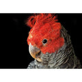 Delilah the Red Headed Parrot