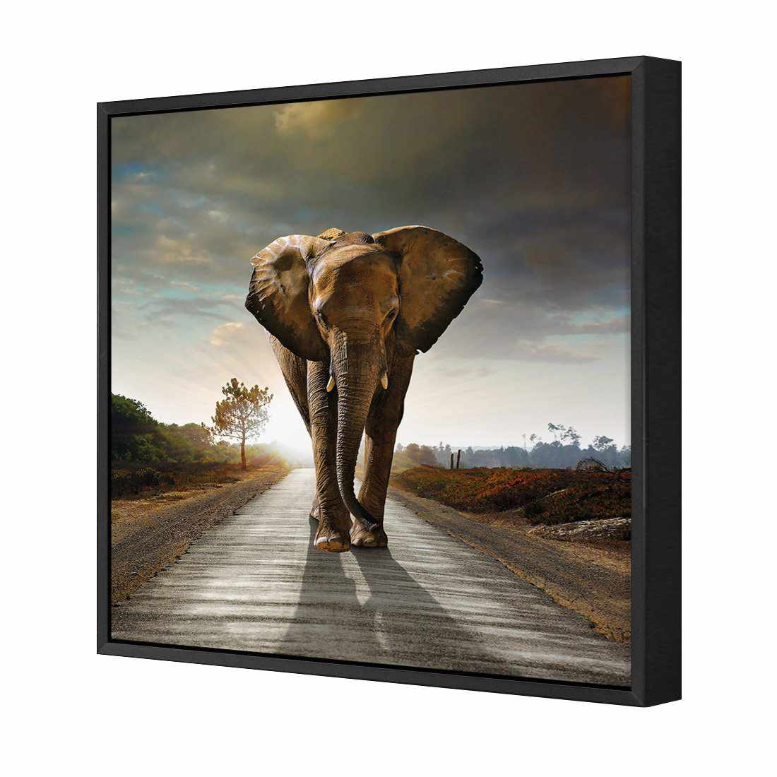 Determined Elephant Canvas Art