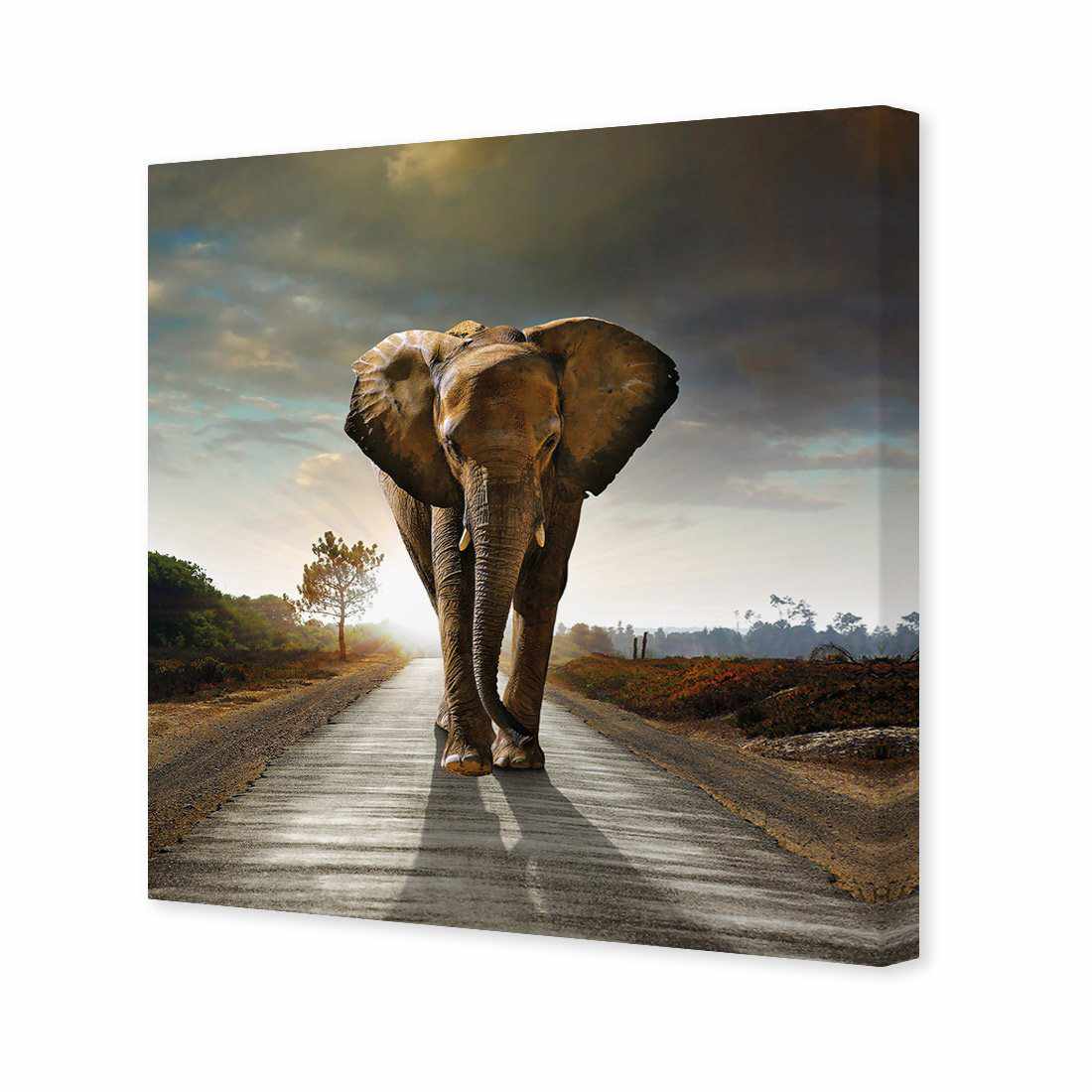 Determined Elephant Canvas Art