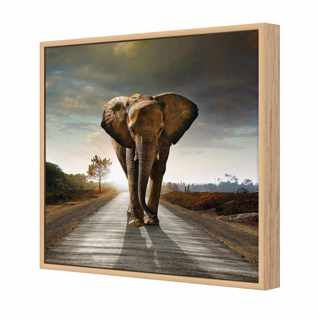 Determined Elephant Canvas Art