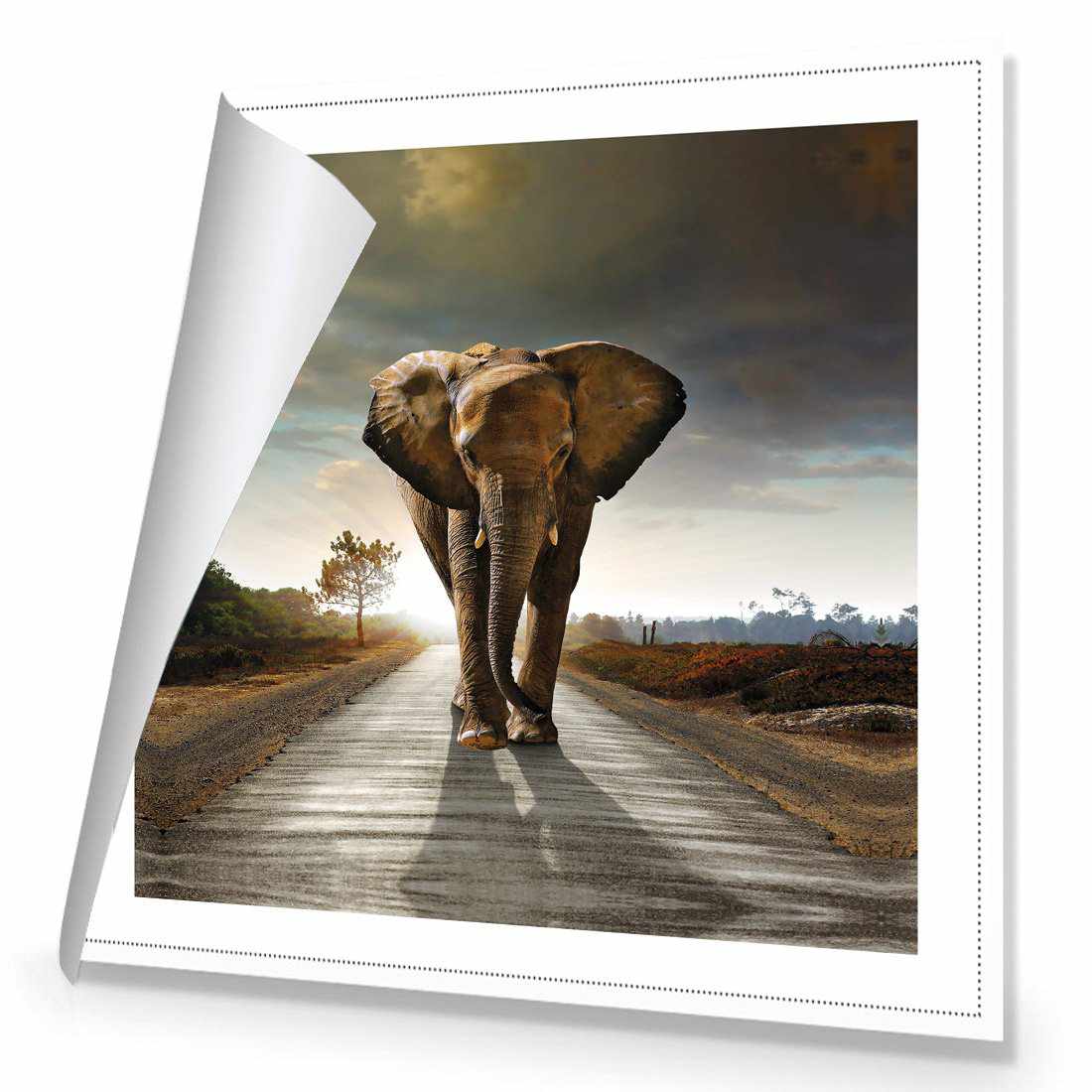 Determined Elephant Canvas Art