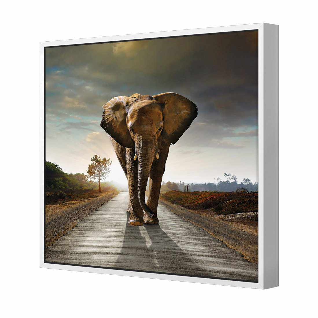 Determined Elephant Canvas Art