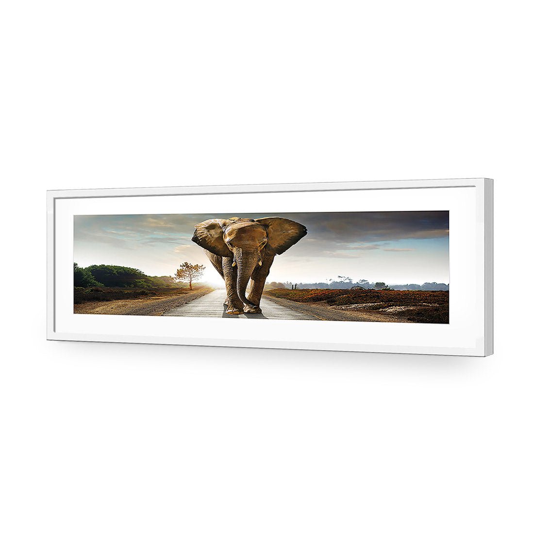 Determined Elephant, Long Acrylic Print Art