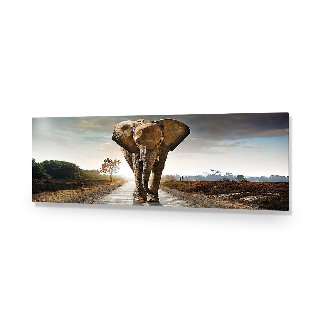 Determined Elephant, Long Acrylic Print Art