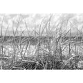Dune Grass, Black and white
