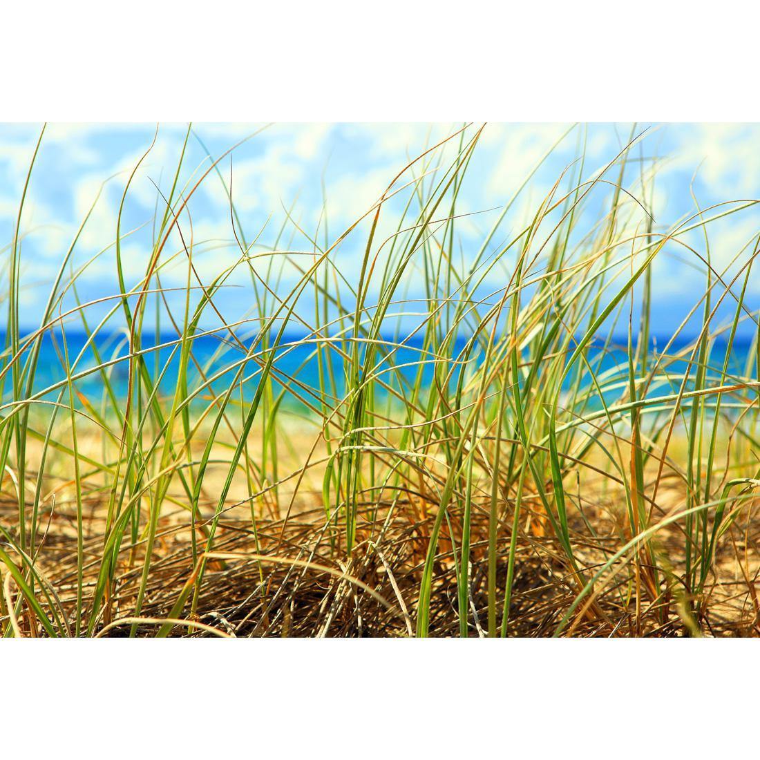 Dune Grass