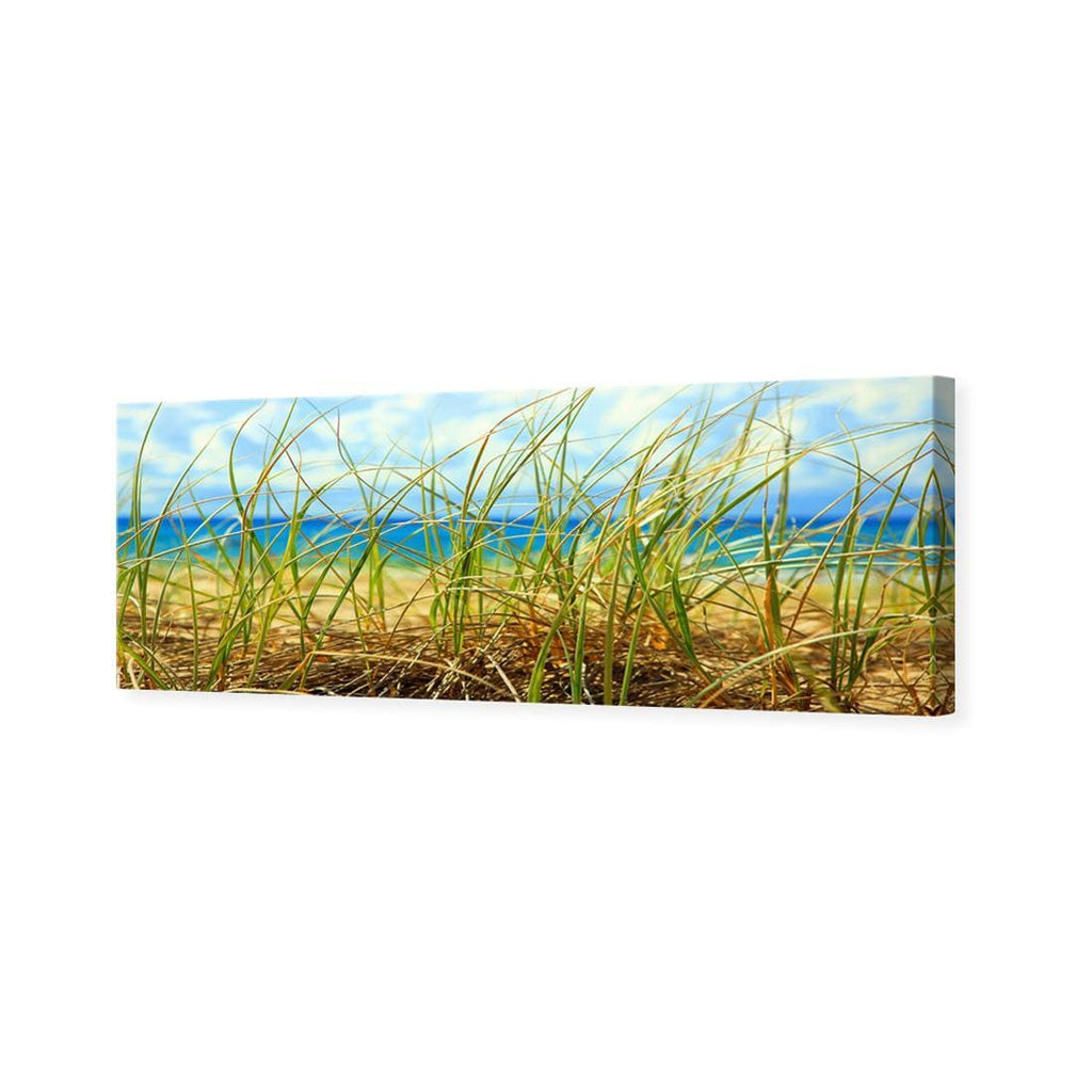 Dune Grass (Long)