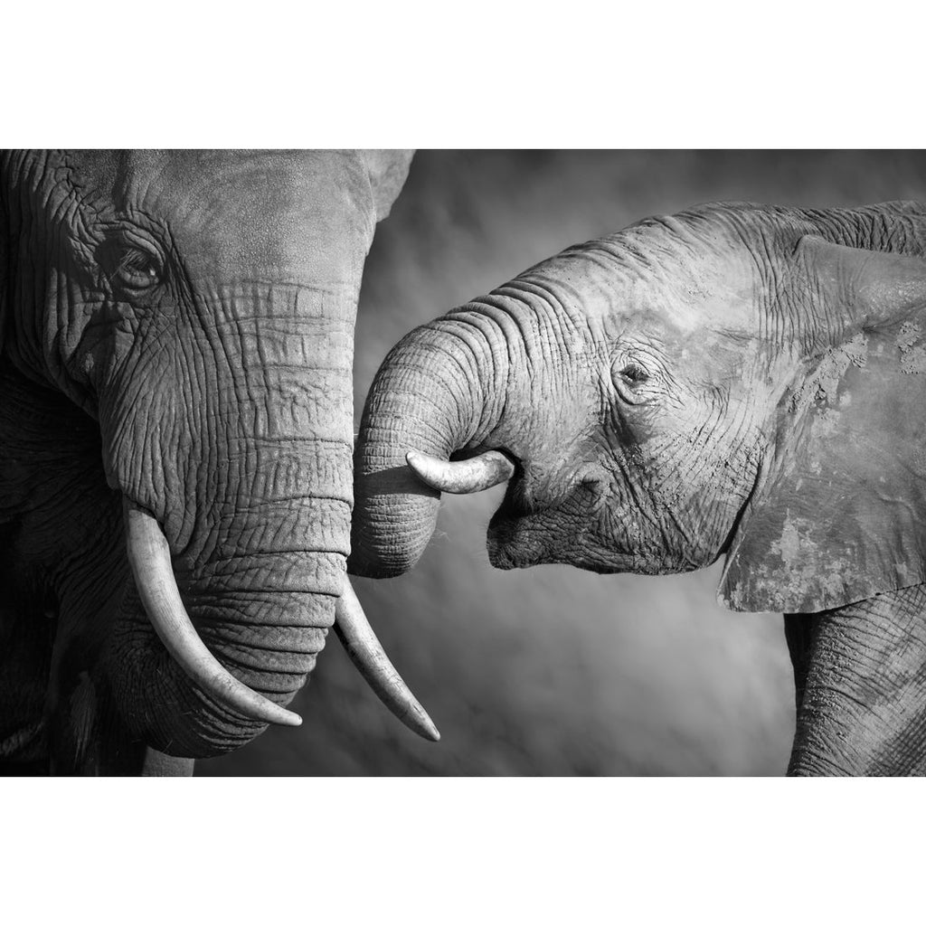 Elephant And Mum, B&W Acrylic Print Art