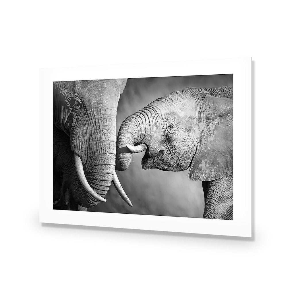 Elephant And Mum, B&W Acrylic Print Art