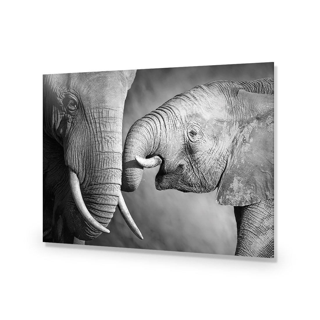 Elephant And Mum, B&W Acrylic Print Art