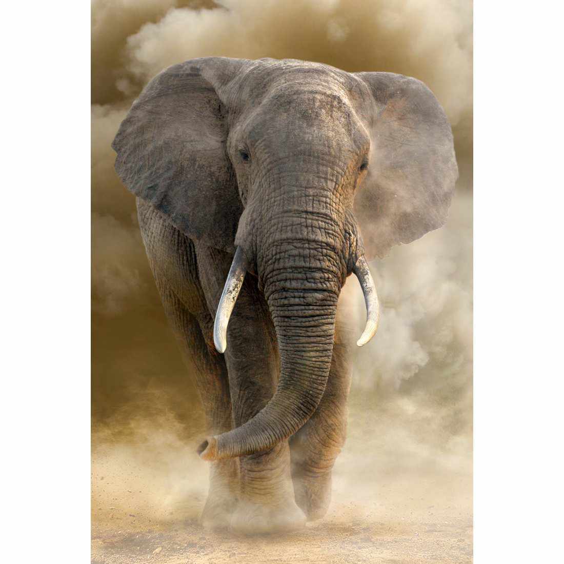 Elephant In Dust Canvas Art