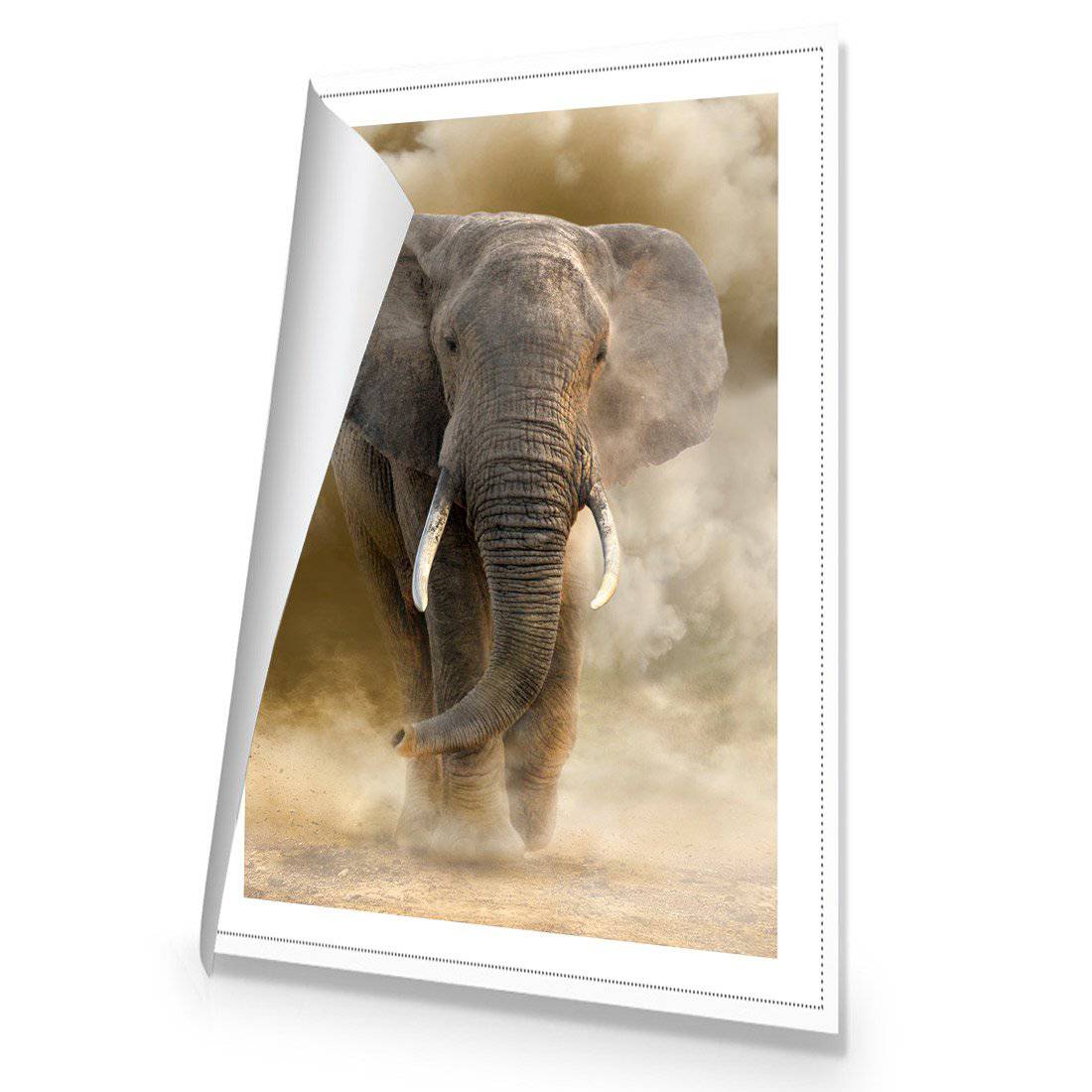 Elephant In Dust Canvas Art