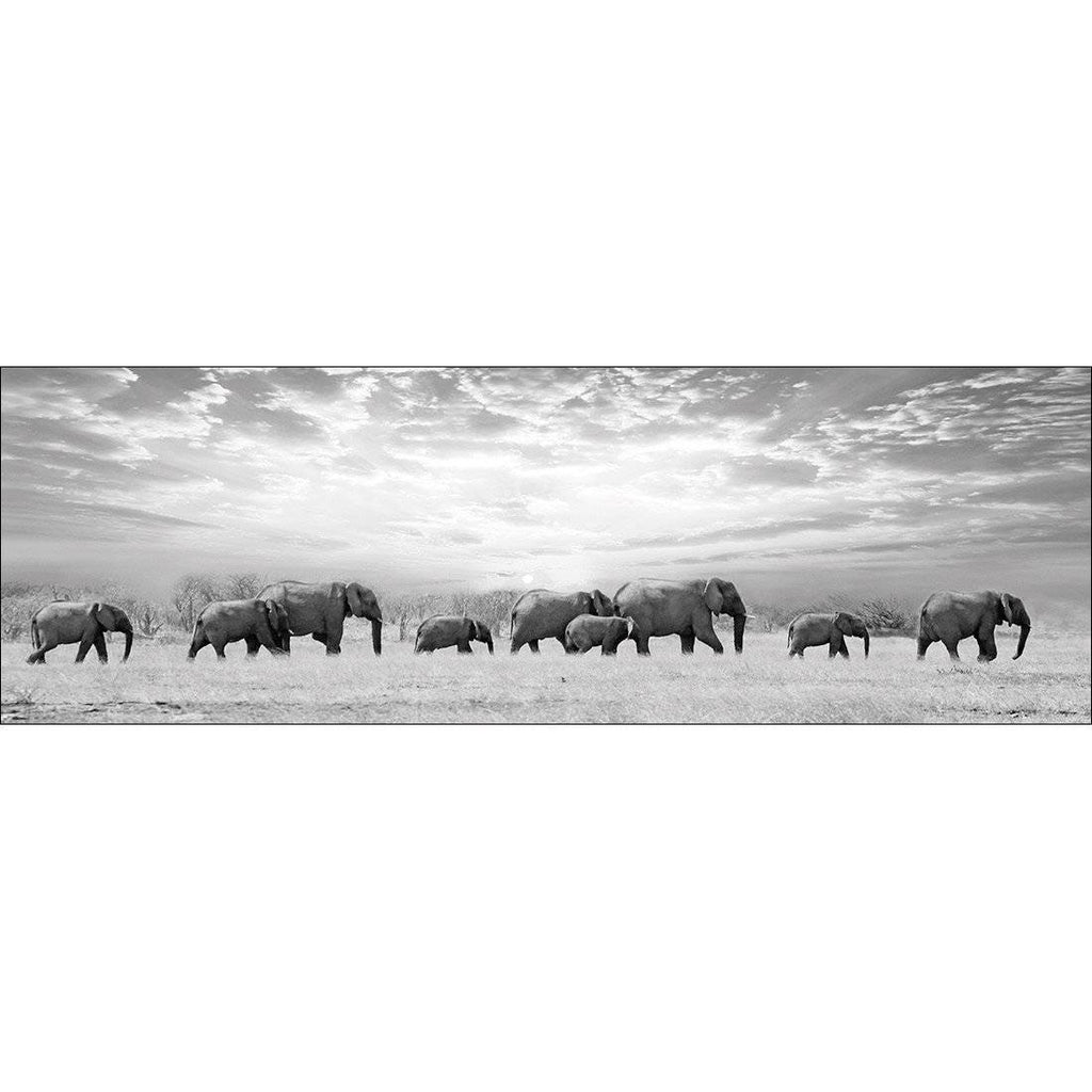 Elephant Trail, B&W Canvas Art