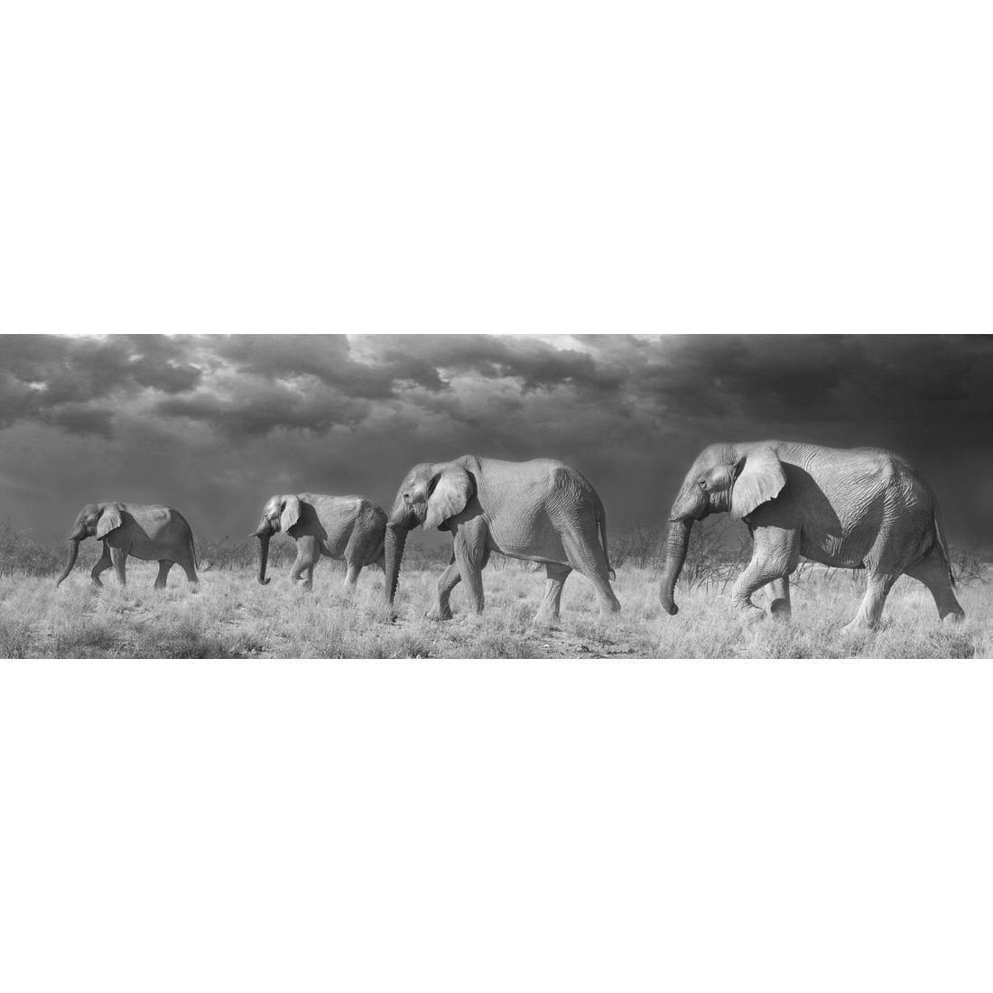 Elephants in Storm, Black and White (Long)