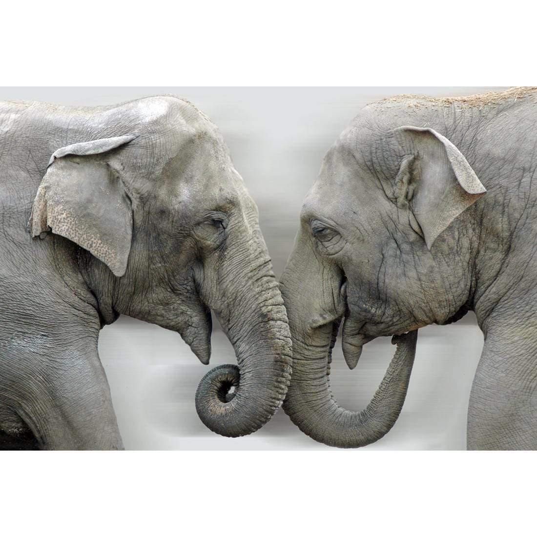 Elephants Kissing
