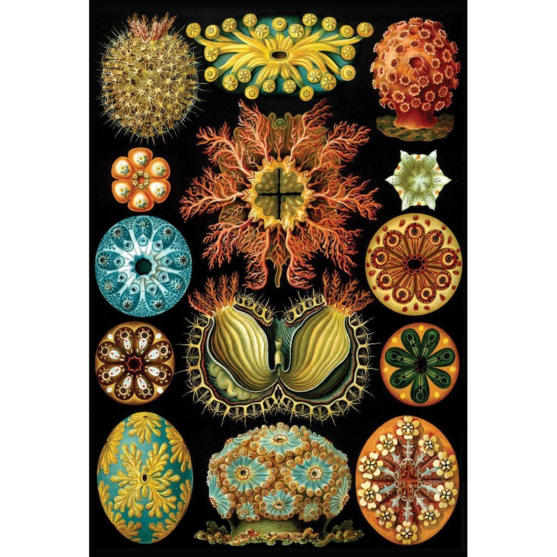 Ernst Haeckel Illustration