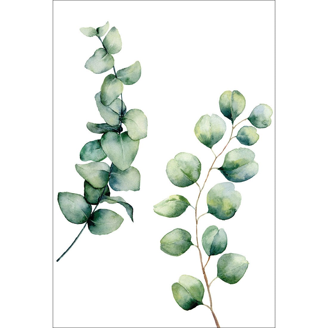 Eucalyptus Duo Acrylic Print Art